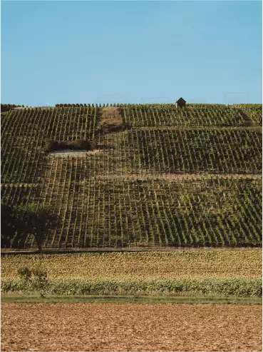 Our Domaine undergoes a metamorphosis - Hubert Brochard