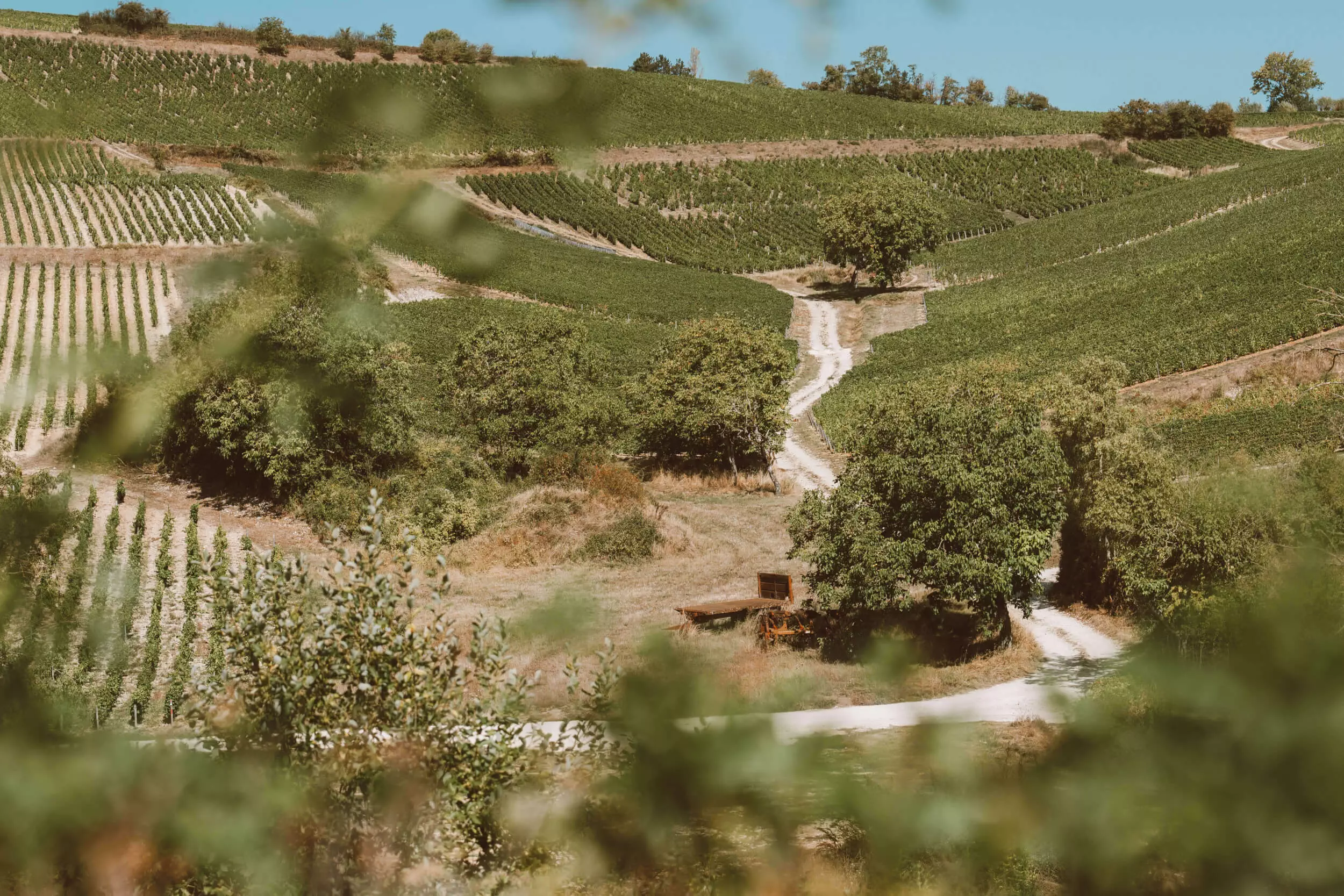 Our Vineyard - Hubert Brochard