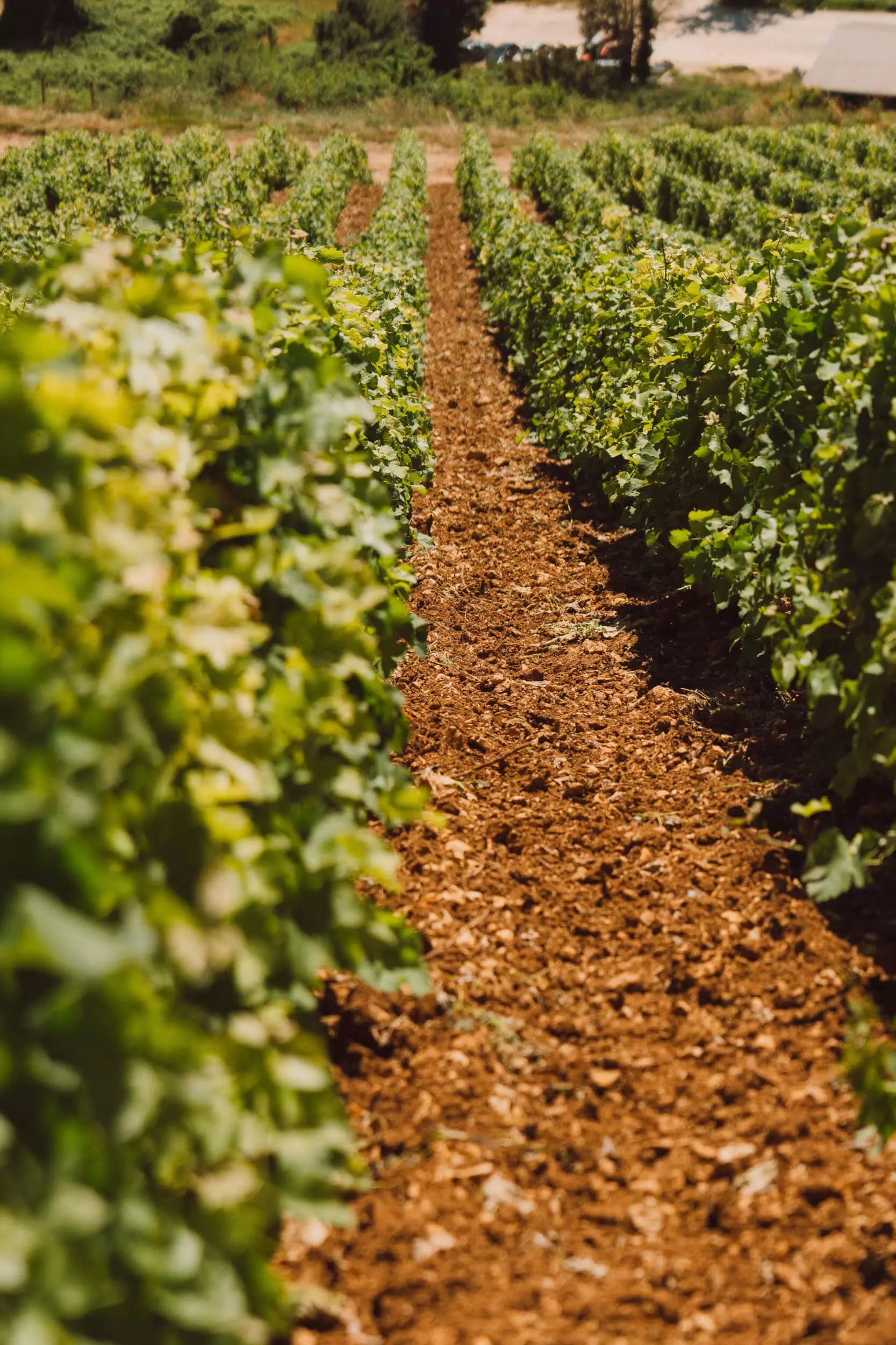 Our Vineyard - Hubert Brochard