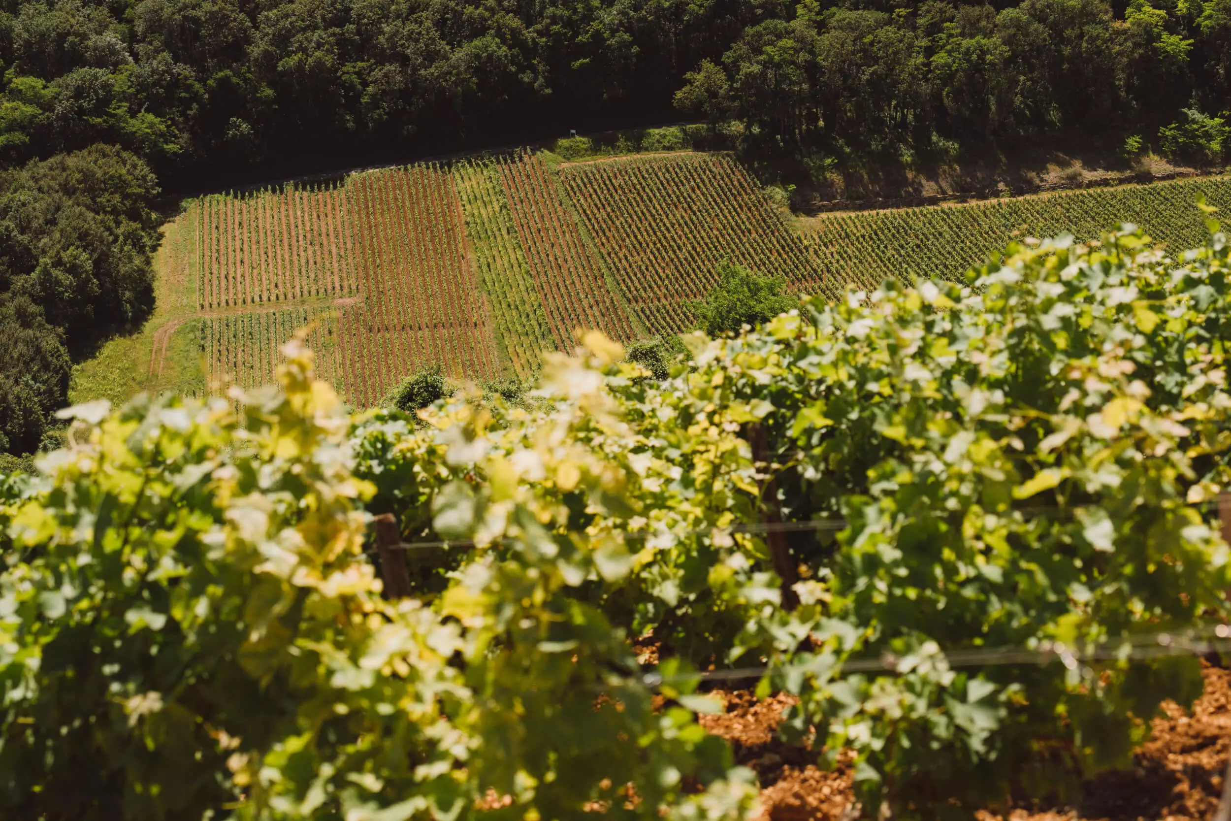 Our Vineyard - Hubert Brochard