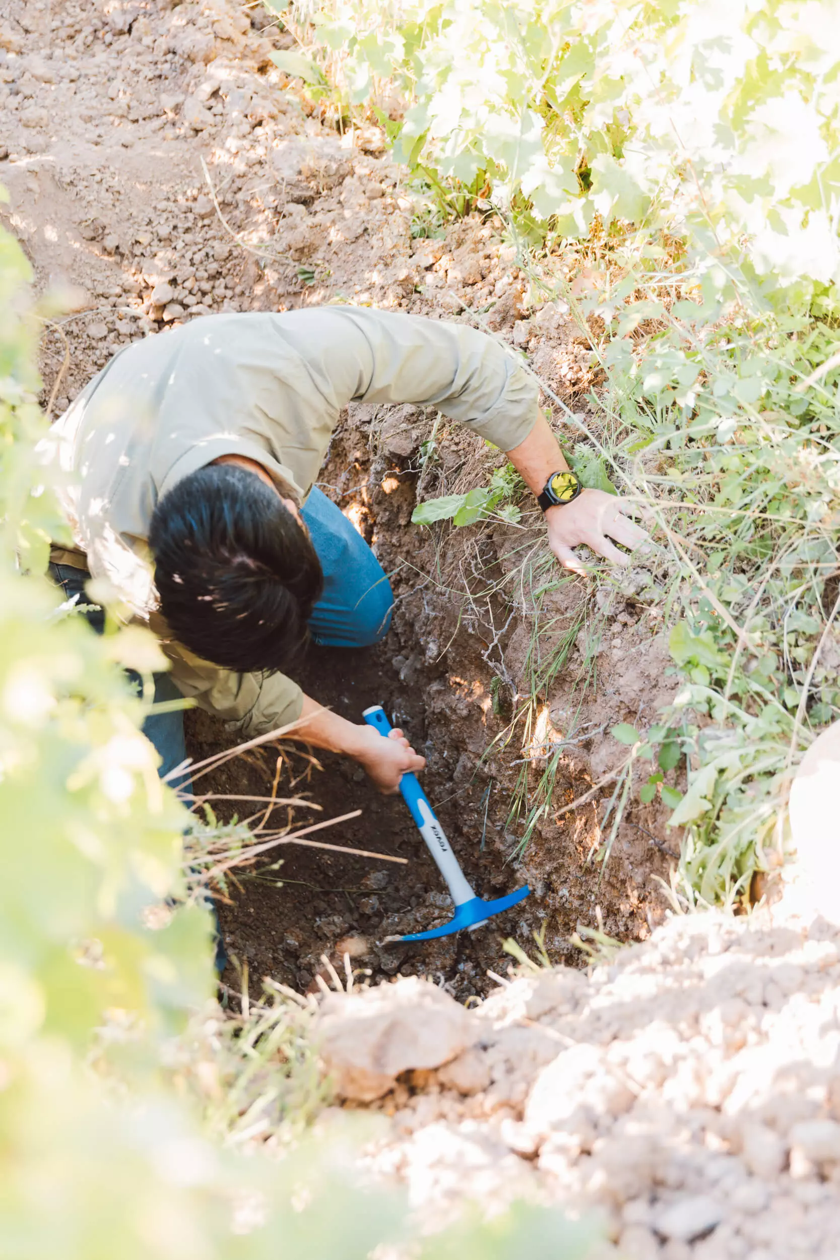 Revealing the Secrets of our Vines - Hubert Brochard