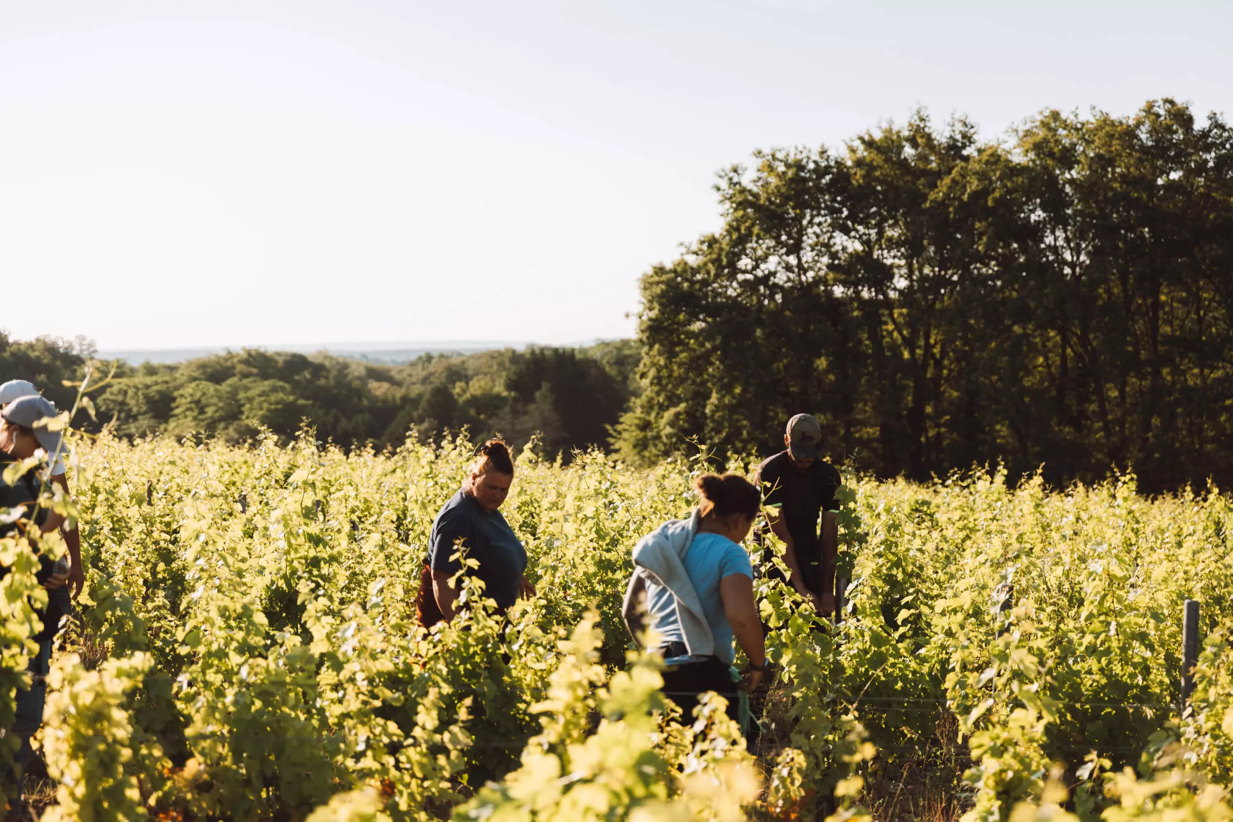 Our Vineyard - Hubert Brochard