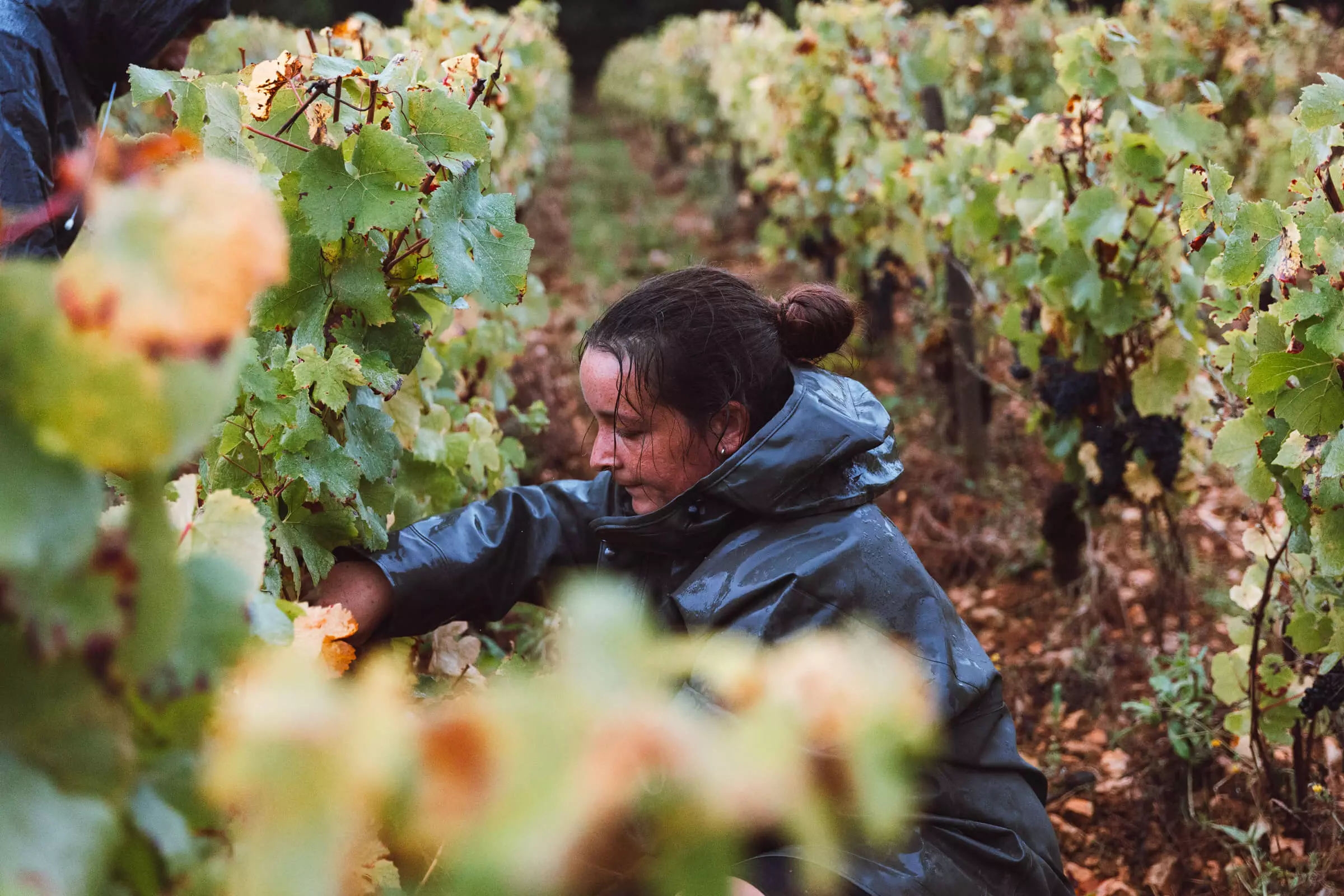 Our Vineyard - Hubert Brochard